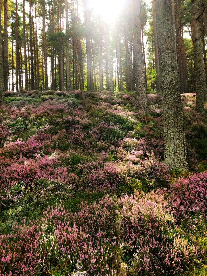 Picture of Scotish flowers on the forest floor.